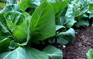 Spring greens