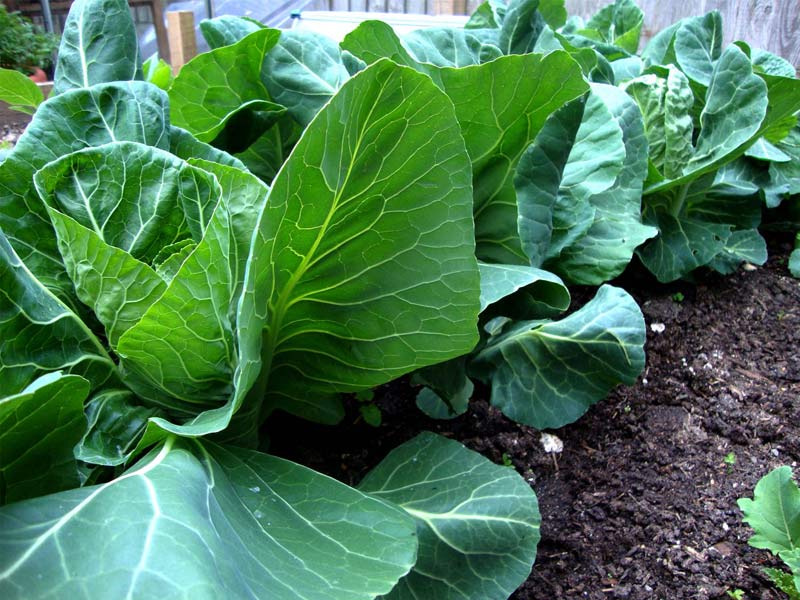 Spring Greens with Garlic and Taleggio Coleshill Organics