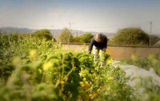 Coleshill Organics as seen on Mary Berry's Foolproof Cooking