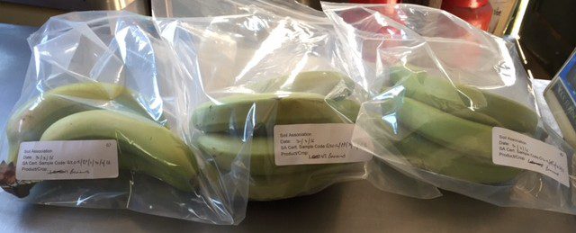 Testing Fairtrade organic bananas
