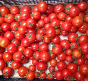 Coleshill organic tomatoes