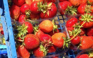 Coleshill Organics Elan strawberry punnets