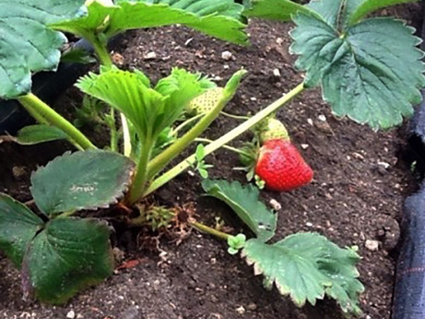 Coleshill Organics strawberry plant