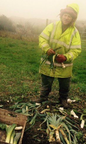 Tony harvesting leeks