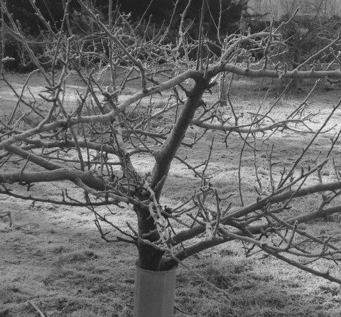 Coleshill Organics garden covered in frost