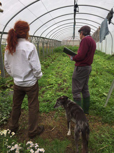 Soil Association organic inspection with Tony, Martin and the dog!
