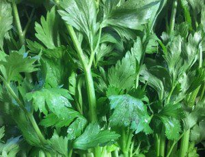 Organic celery