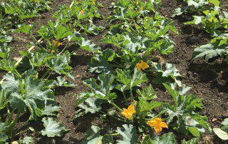 Organic courgettes growing in field
