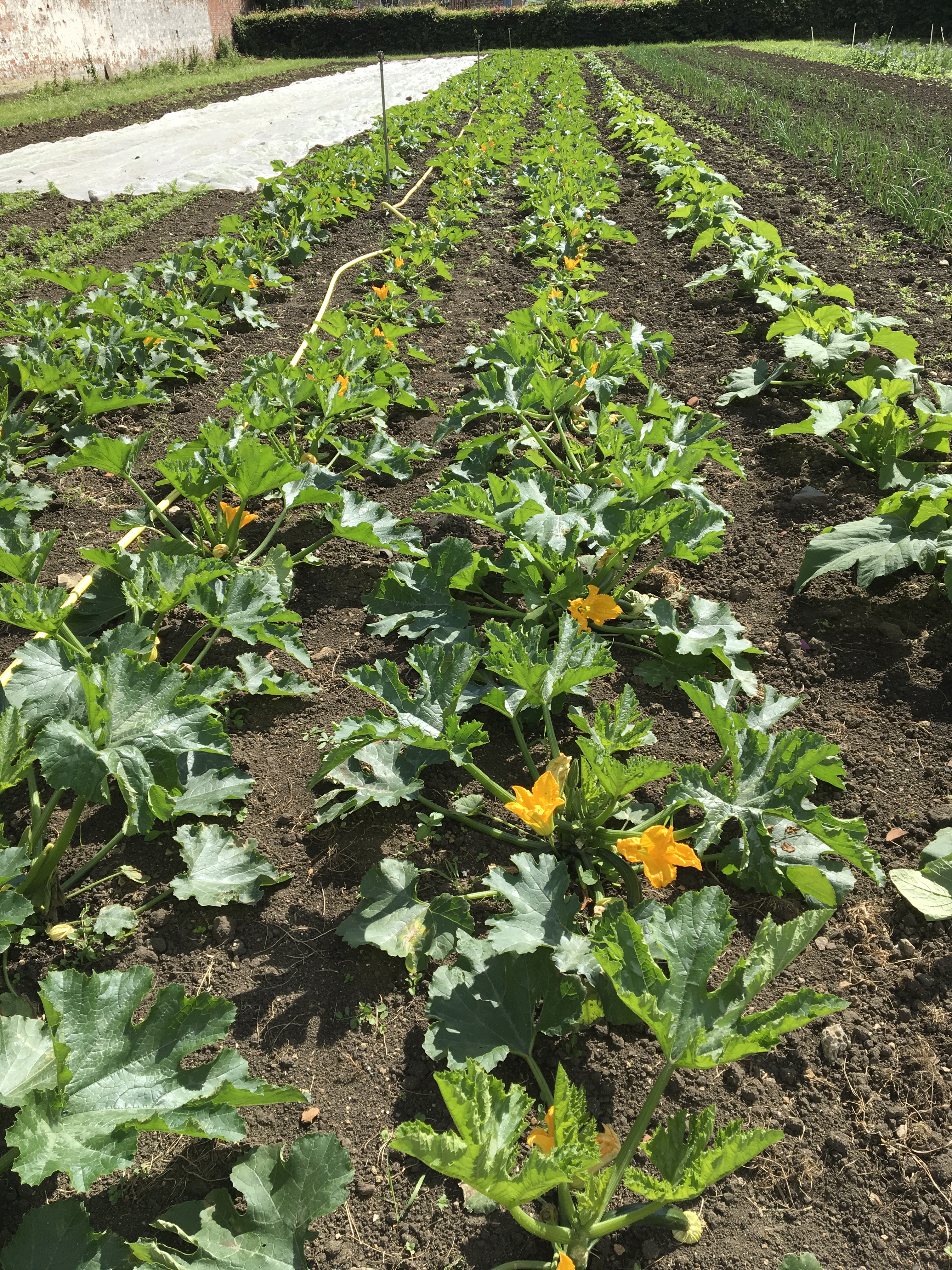 Organic courgettes growing in field