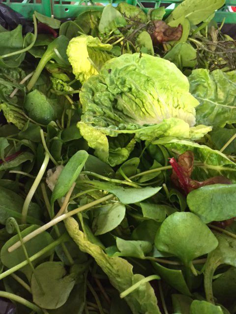 Organic winter salad mix