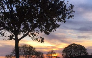 Sunset at Coleshill Organics