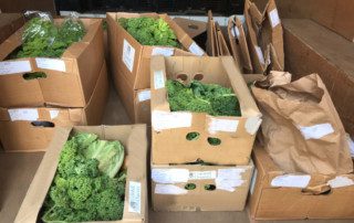 Organic Veg Box