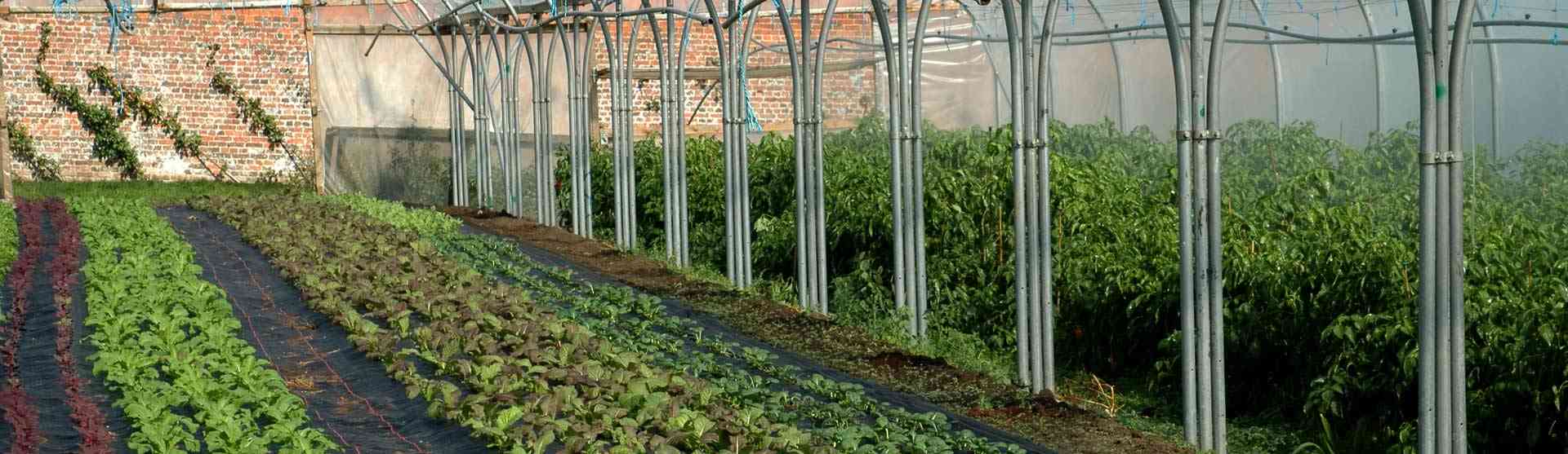 Coleshill Organics polytunnel