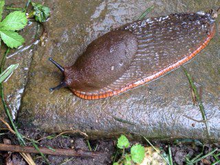 Slug Slug