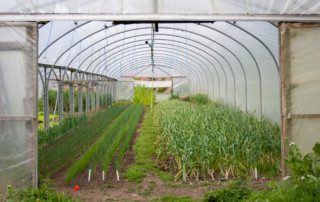 A polytunnel at Coleshill Organics