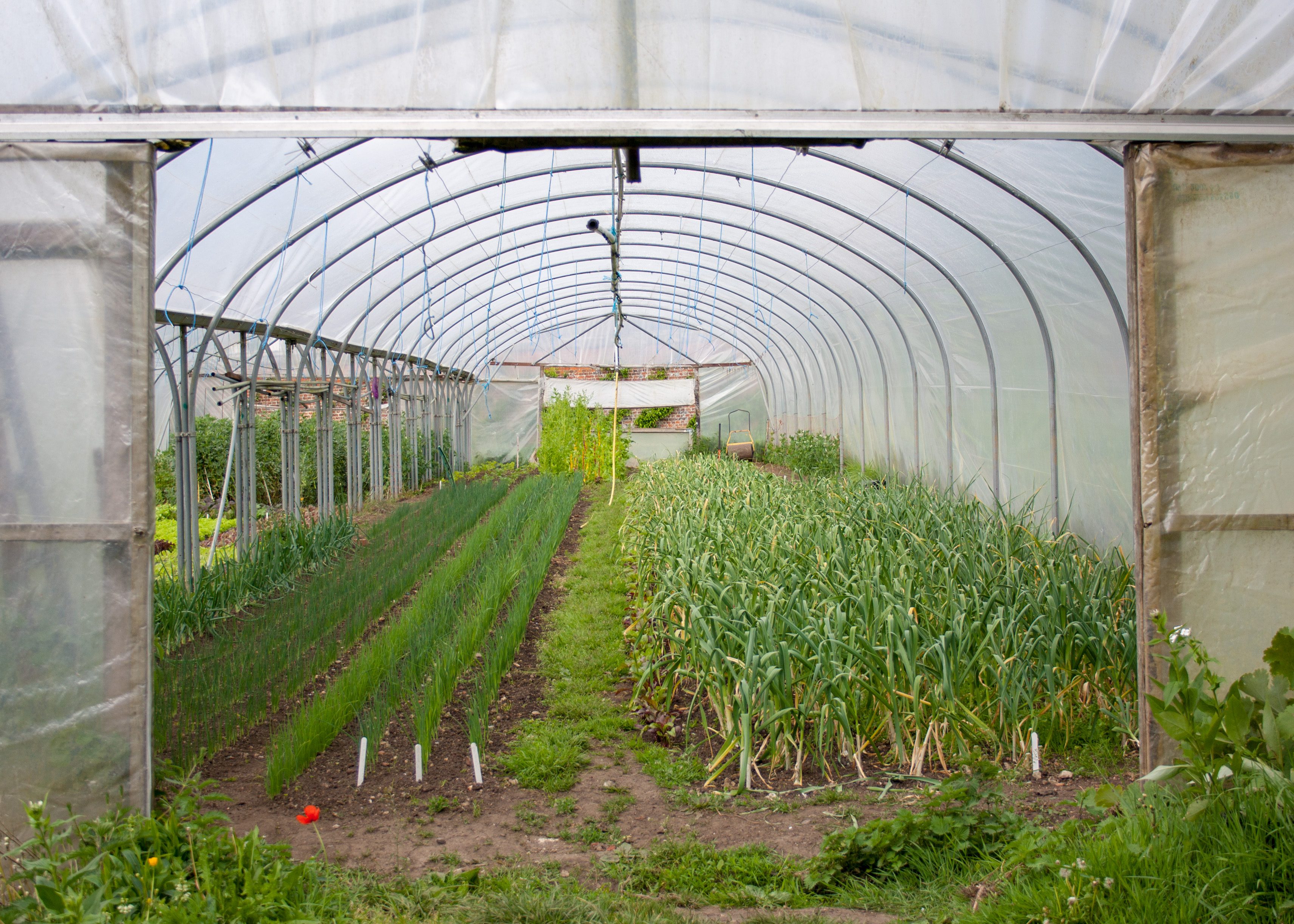 A polytunnel at Coleshill Organics