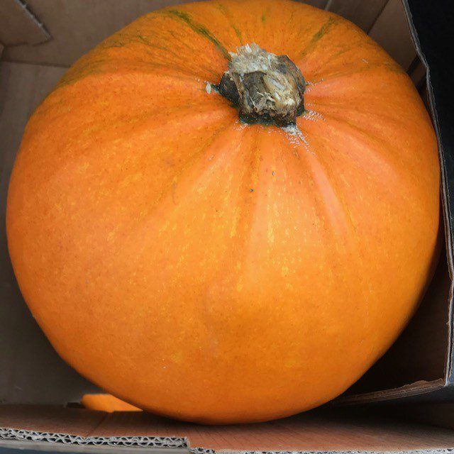 Squash