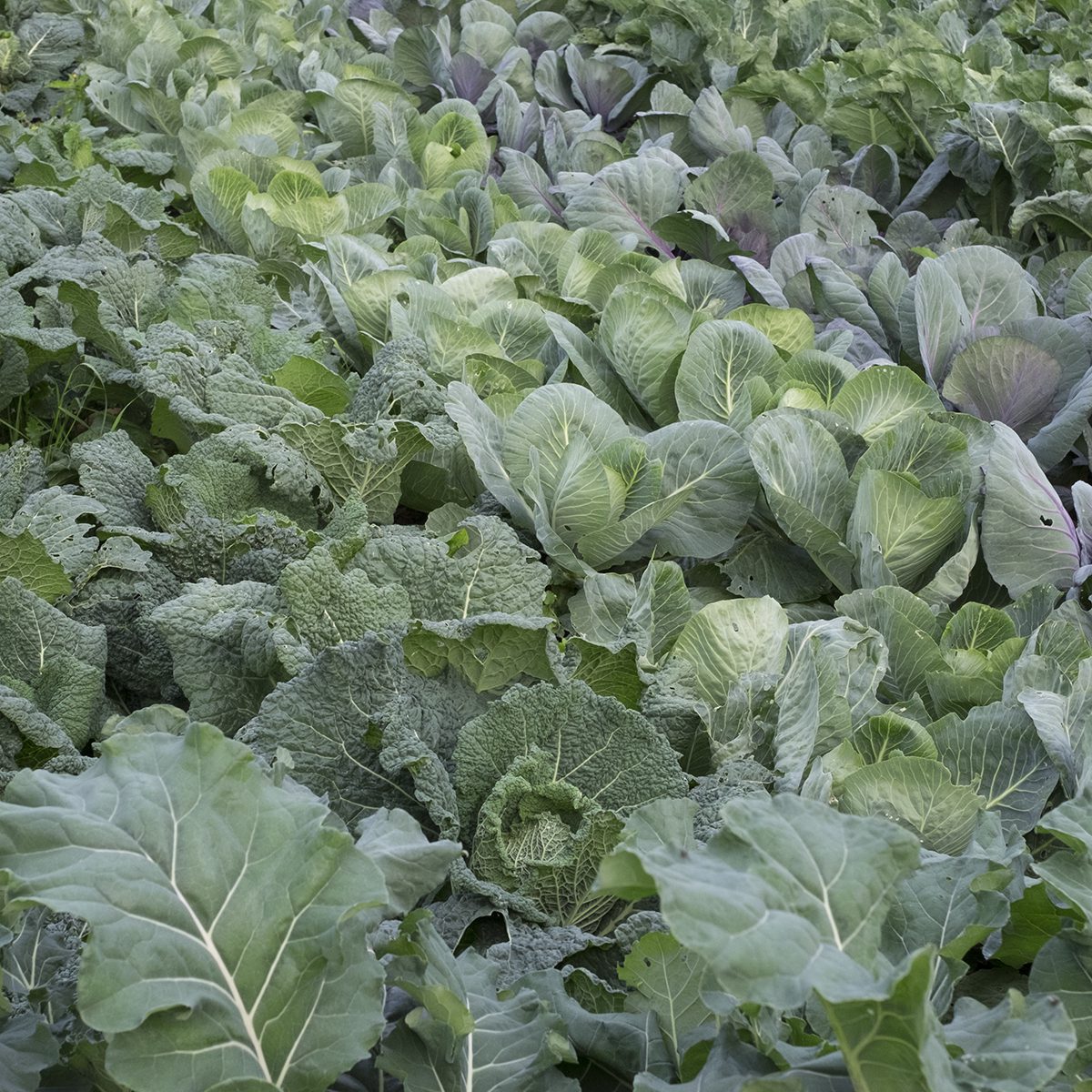 Brassicas
