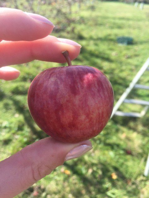Smaller than usual apple in the Coleshill Organics orchard