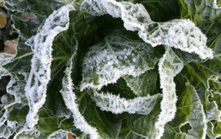 Cabbage in the early morning frost