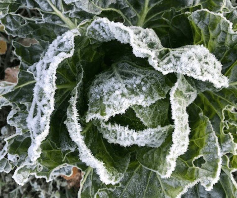 Cabbage in the early morning frost