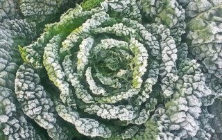 Frost covered cabbage leaves