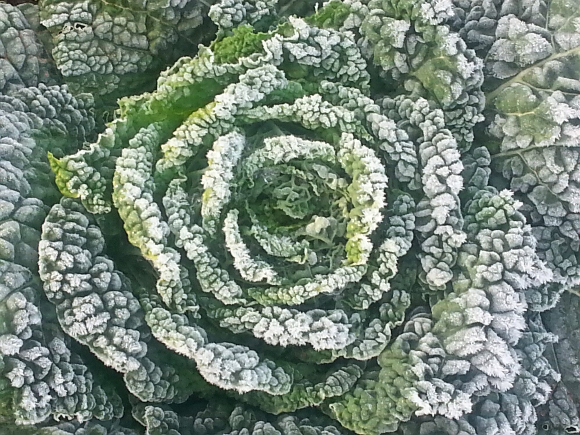 Frost covered cabbage leaves