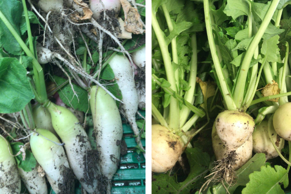 Organic turnips and radish ideal with stir fried salad leaves A close up of organic turnips and radish