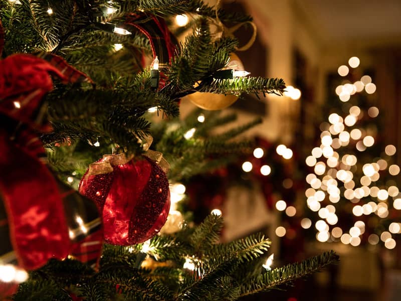 2021 Organic Christmas newsletter festive scene