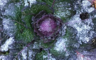 Merry Christmas 2024 from Coleshill Organics