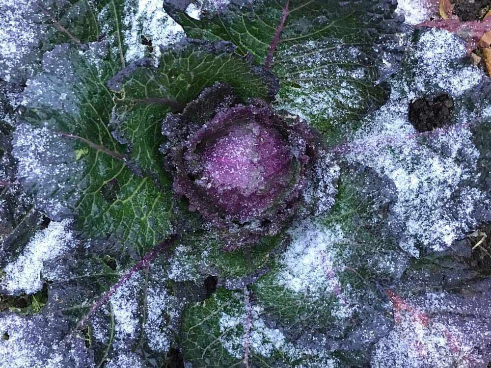 Merry Christmas 2024 from Coleshill Organics